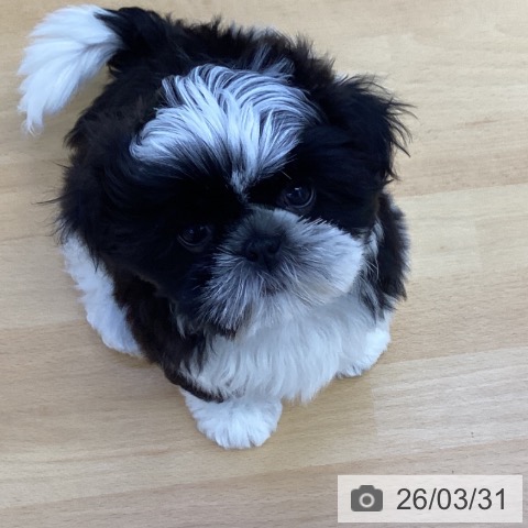 香川県のシーズー (ペットプラス 綾川店/2026年1月18日生まれ/女の子/ブラックホワイト)の子犬の3枚目の画像