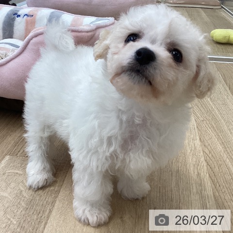 愛媛県のビションフリーゼ (ペットプラス 新居浜店/2026年1月23日生まれ/男の子/ホワイト)の子犬の4枚目の画像