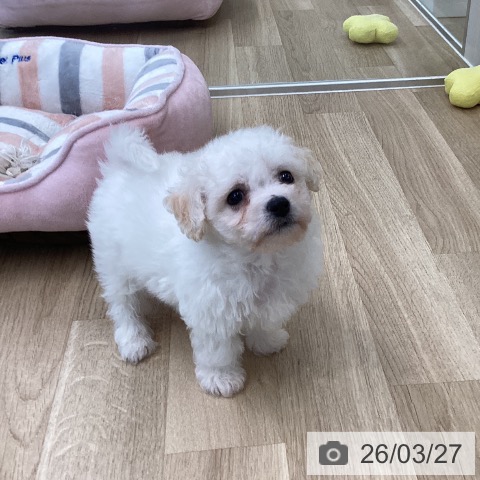 愛媛県のビションフリーゼ (ペットプラス 新居浜店/2026年1月23日生まれ/男の子/ホワイト)の子犬の3枚目の画像