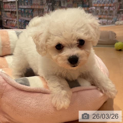 ビション・フリーゼの写真