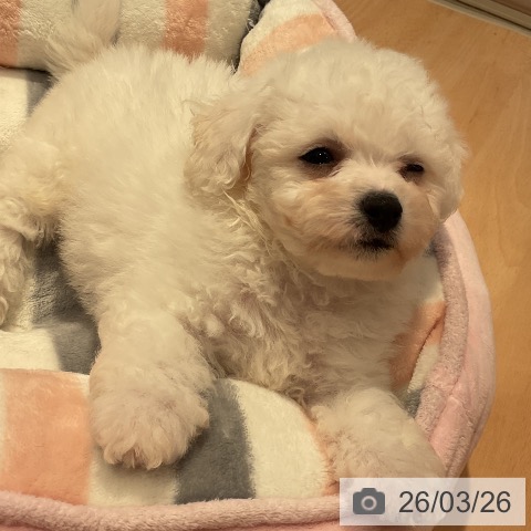 ビション・フリーゼの写真