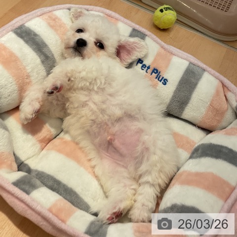 ビション・フリーゼの写真