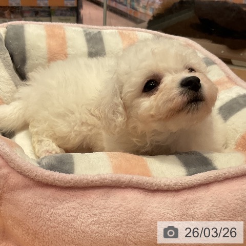 ビション・フリーゼの写真