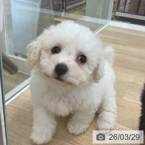 愛知県のビションフリーゼ (ペットプラス みなと店/2026年1月23日生まれ/男の子/ホワイト)の子犬の4枚目の画像