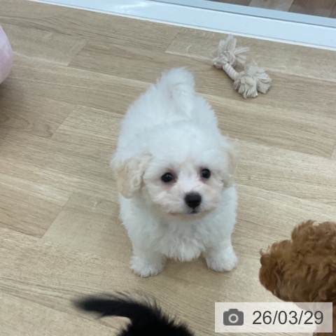 愛知県のビションフリーゼ (ペットプラス みなと店/2026年1月23日生まれ/男の子/ホワイト)の子犬の3枚目の画像