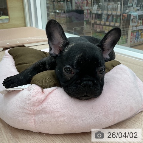 福井県のフレンチブルドッグ (ペットプラス 福井店/2026年1月21日生まれ/男の子/ブリンドル)の子犬の4枚目の画像