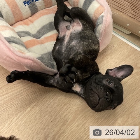 福井県のフレンチブルドッグ (ペットプラス 福井店/2026年1月21日生まれ/男の子/ブリンドル)の子犬の3枚目の画像