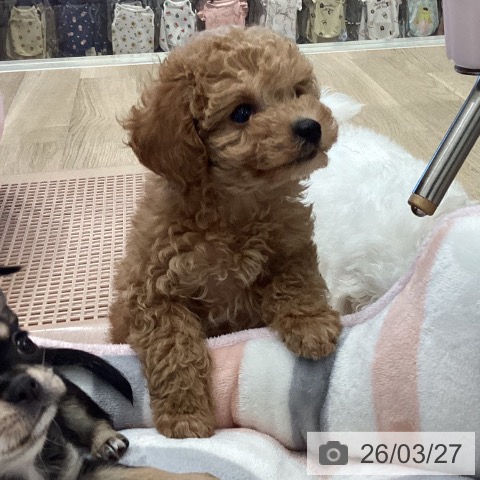 岐阜県のトイプードル(トイ) (ペットプラス 各務原店/2026年1月23日生まれ/女の子/アプリコット)の子犬の4枚目の画像