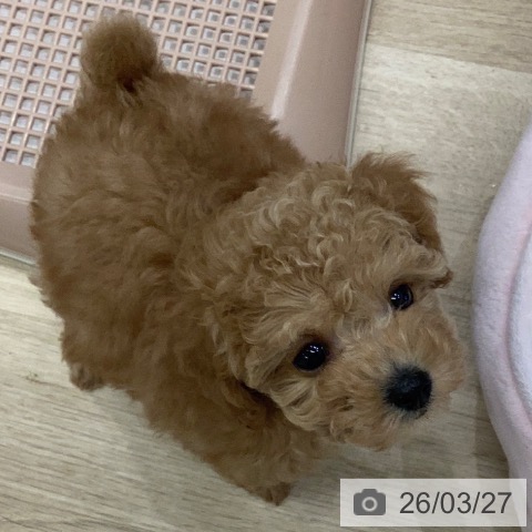 岐阜県のトイプードル(トイ) (ペットプラス 各務原店/2026年1月23日生まれ/女の子/アプリコット)の子犬の3枚目の画像