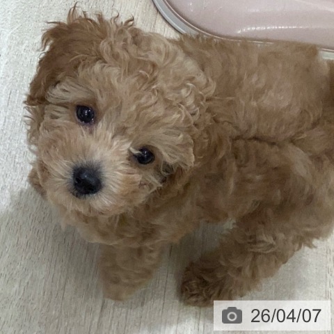 岐阜県のトイプードル(トイ) (ペットプラス 各務原店/2026年1月23日生まれ/女の子/アプリコット)の子犬の4枚目の画像