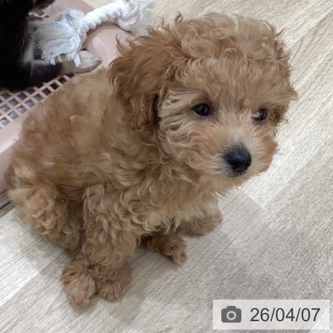 岐阜県のトイプードル(トイ) (ペットプラス 各務原店/2026年1月23日生まれ/女の子/アプリコット)の子犬の3枚目の画像