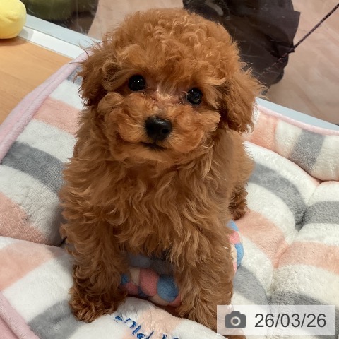 トイ・プードルの写真