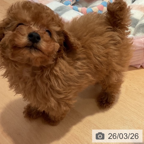 トイ・プードルの写真