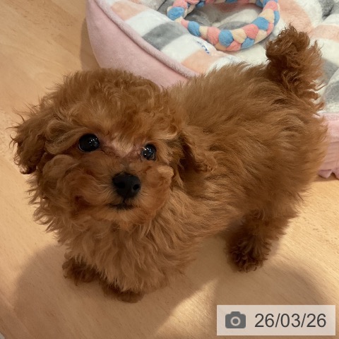 トイ・プードルの写真