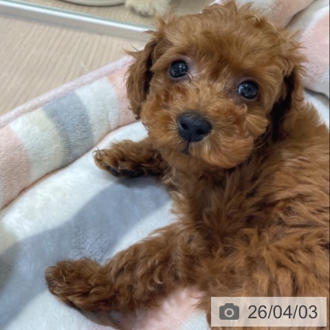 石川県のトイプードル(トイ) (ペットプラス かほく店/2026年1月22日生まれ/女の子/アプリコット)の子犬の3枚目の画像