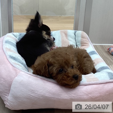 石川県のトイプードル(トイ) (ペットプラス かほく店/2026年1月22日生まれ/女の子/アプリコット)の子犬の3枚目の画像