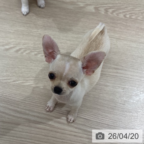 徳島県のチワワ(ロング) (ペットプラス 徳島店/2026年1月17日生まれ/男の子/クリーム)の子犬の4枚目の画像