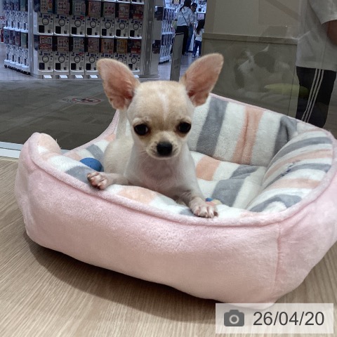 徳島県のチワワ(ロング) (ペットプラス 徳島店/2026年1月17日生まれ/男の子/クリーム)の子犬の3枚目の画像