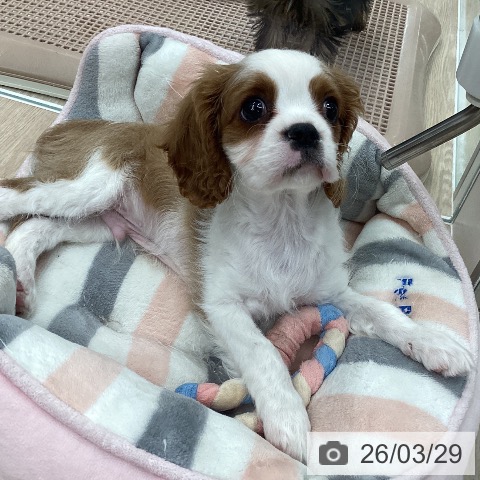 石川県のキャバリアキングチャールズスパニエル (ペットプラス 白山店/2026年1月14日生まれ/男の子/ブレンハイム)の子犬の4枚目の画像