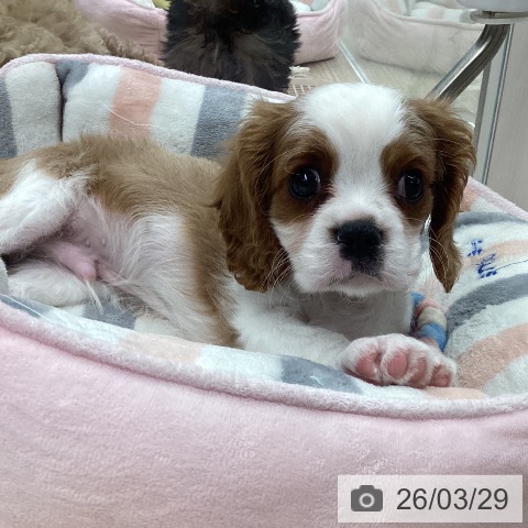 石川県のキャバリアキングチャールズスパニエル (ペットプラス 白山店/2026年1月14日生まれ/男の子/ブレンハイム)の子犬の3枚目の画像