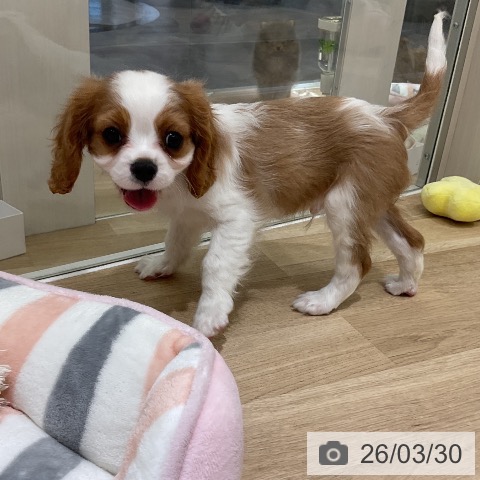 愛知県のキャバリアキングチャールズスパニエル (ペットプラス イオンモール豊川店/2026年1月14日生まれ/男の子/ブレンハイム)の子犬の3枚目の画像