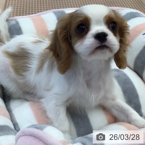岐阜県のキャバリアキングチャールズスパニエル (ペットプラス 各務原店/2026年1月14日生まれ/男の子/ブレンハイム)の子犬の4枚目の画像