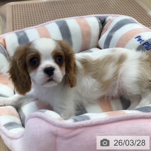 岐阜県のキャバリアキングチャールズスパニエル (ペットプラス 各務原店/2026年1月14日生まれ/男の子/ブレンハイム)の子犬の3枚目の画像