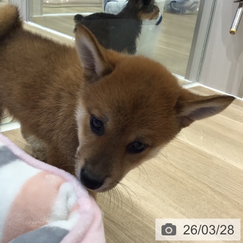 岐阜県の柴犬(標準サイズ) (ペットプラス 各務原店/2026年1月19日生まれ/女の子/赤)の子犬の4枚目の画像