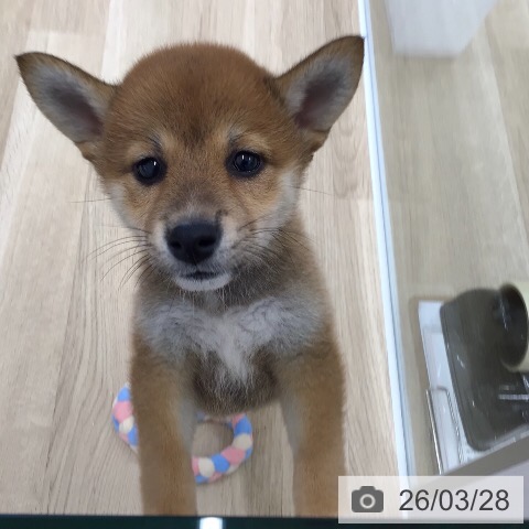 岐阜県の柴犬(標準サイズ) (ペットプラス 各務原店/2026年1月19日生まれ/女の子/赤)の子犬の3枚目の画像