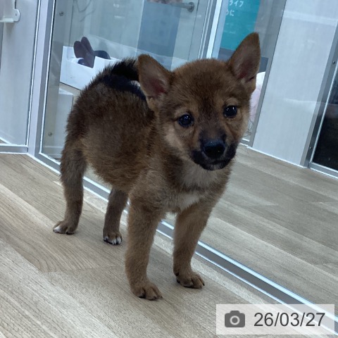 愛媛県の柴犬(標準サイズ) (ペットプラス 新居浜店/2026年1月17日生まれ/男の子/赤)の子犬の4枚目の画像