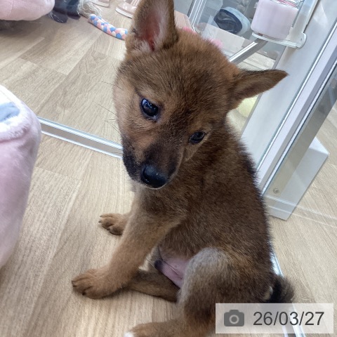 愛媛県の柴犬(標準サイズ) (ペットプラス 新居浜店/2026年1月17日生まれ/男の子/赤)の子犬の3枚目の画像