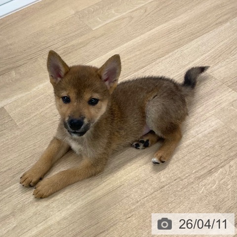 愛媛県の柴犬(標準サイズ) (ペットプラス 新居浜店/2026年1月17日生まれ/男の子/赤)の子犬の4枚目の画像