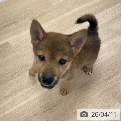 愛媛県の柴犬(標準サイズ) (ペットプラス 新居浜店/2026年1月17日生まれ/男の子/赤)の子犬の3枚目の画像