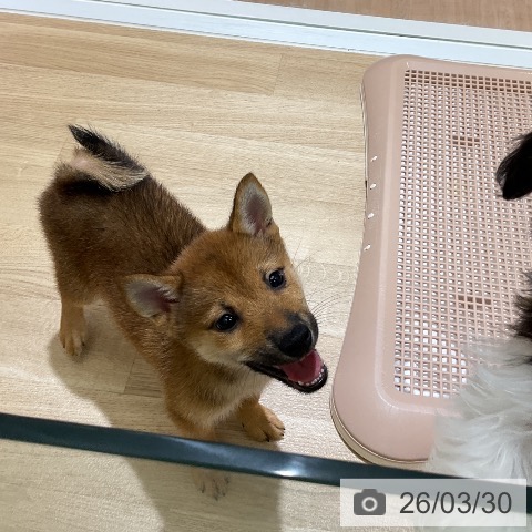 愛知県の柴犬(標準サイズ) (ペットプラス イオンモール豊川店/2026年1月17日生まれ/女の子/赤)の子犬の4枚目の画像