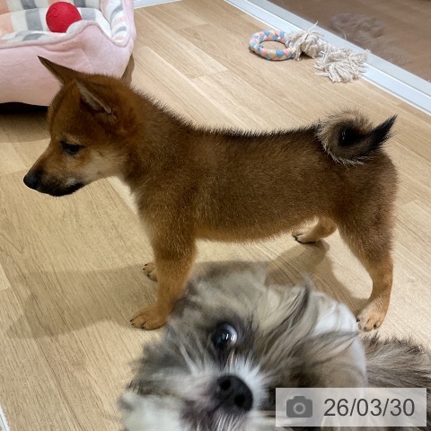 愛知県の柴犬(標準サイズ) (ペットプラス イオンモール豊川店/2026年1月17日生まれ/女の子/赤)の子犬の3枚目の画像