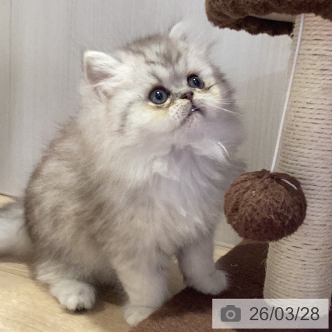 岐阜県のペルシャ (ペットプラス 各務原店/2026年1月15日生まれ/男の子/チンチラシルバー)の子猫の4枚目の画像