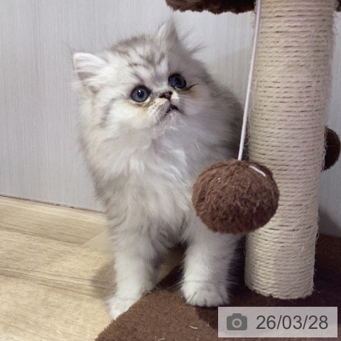 岐阜県のペルシャ (ペットプラス 各務原店/2026年1月15日生まれ/男の子/チンチラシルバー)の子猫の3枚目の画像