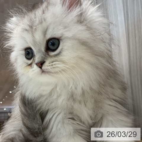 愛知県のペルシャ (ペットプラス 熱田店/2026年1月15日生まれ/男の子/チンチラシルバー)の子猫の4枚目の画像