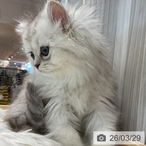愛知県のペルシャ (ペットプラス 熱田店/2026年1月15日生まれ/男の子/チンチラシルバー)の子猫の3枚目の画像