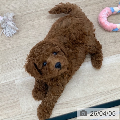 岐阜県のトイプードル(トイ) (ペットプラス 光ケ丘店/2026年1月22日生まれ/男の子/レッド)の子犬の4枚目の画像