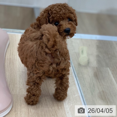 岐阜県のトイプードル(トイ) (ペットプラス 光ケ丘店/2026年1月22日生まれ/男の子/レッド)の子犬の3枚目の画像