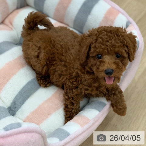 岐阜県のトイプードル(トイ) (ペットプラス 光ケ丘店/2026年1月22日生まれ/男の子/レッド)の子犬の2枚目の画像