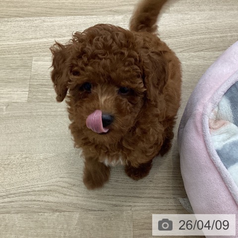 愛知県のトイプードル(トイ) (ペットプラス 豊橋牧野店/2026年1月22日生まれ/女の子/レッド)の子犬の4枚目の画像