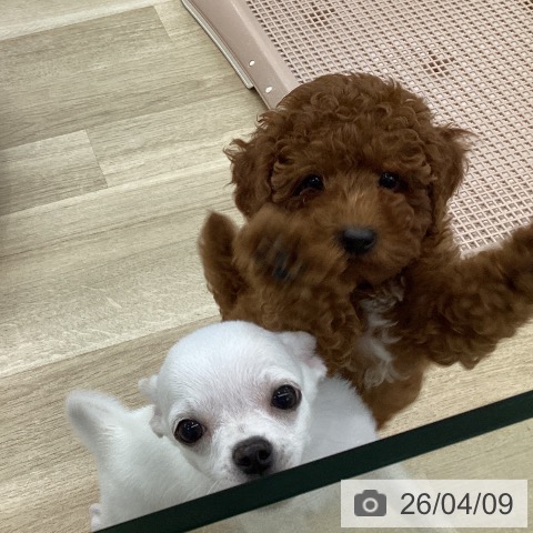 愛知県のトイプードル(トイ) (ペットプラス 豊橋牧野店/2026年1月22日生まれ/女の子/レッド)の子犬の3枚目の画像