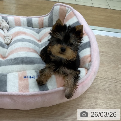 ヨークシャー・テリアの写真