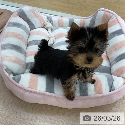 ヨークシャー・テリアの写真