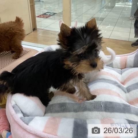 ヨークシャー・テリアの写真