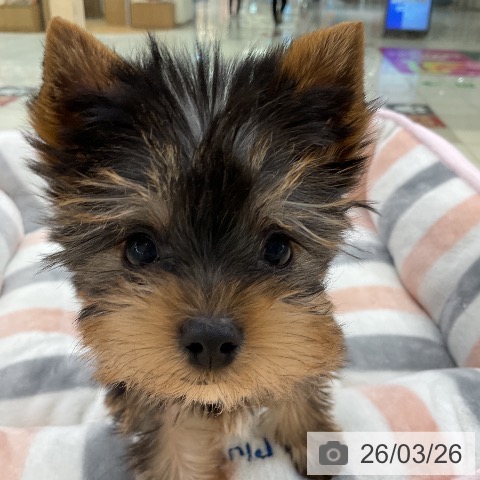 ヨークシャー・テリアの写真