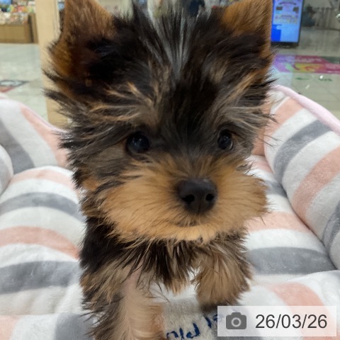 ヨークシャー・テリアの写真