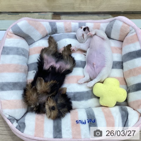 愛知県のヨークシャーテリア (ペットプラス ナゴヤドーム前店/2026年1月22日生まれ/男の子/スチールブルータン)の子犬の3枚目の画像